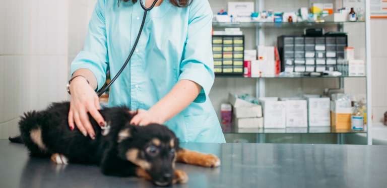 Vets and Animal Care